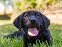 冤罪から救ってくれたのは犬。「容疑者が射殺した」と証言された黒い犬が発見され有罪判決が撤回（アメリカ）