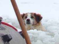 「頑張れ、すぐに助けてやるから！」凍り付いた湖に犬がいる？レスキュー隊が駆けつけて必死の救助にあたった結果