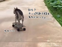 多様化の波。犬がスケボーに乗って移動する時代がついに来たらしい