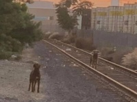 それでも待ち続けていた。飼い主に捨てられた場所から動こうとしない2匹の犬