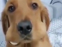 台所からゆで卵が消えただと？！消えたゆで卵、愛犬の頬から発見された