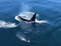 シャチの情けか？気まぐれか？それともお腹がすいていなかった？シャチとイルカが仲良く一緒に泳いでいた件（アメリカ）