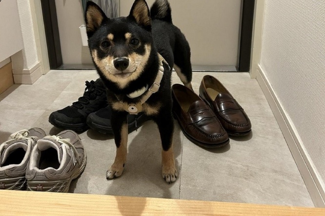 「足を洗ってからだよね」という飼い主の真意　これをくみ取った豆柴の律儀な姿に称賛の嵐
