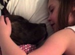 かわいい寝！　女の子の天使の歌声に、すとーんと眠る犬