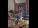 「ニャンだこれは…？」掃除機に興味津々な猫。　スイッチを入れた瞬間…？