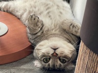 みんな違ってみんな猫。猫は7つの性格と行動特性の組み合わせで個性がわかれる