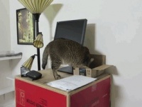 ご飯は宝探し?!　飼いネコの好奇心を満足させる究極の餌やり機