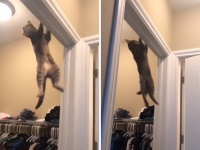 猫の身体能力ぱねぇ！ドアの枠上部から体を揺らして棚に飛び移り大成功
