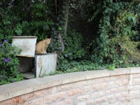 飼い主が亡くなりホームレスになった猫、せつないメモ書きと共に保護される（北アイルランド）