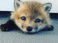 毛皮工場から救出された赤ちゃんキツネ。今ではハイキングが大好きな犬っぽいキツネに