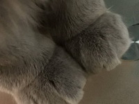 プニっと押したい。猫の前脚ミトンの尊さを愛でるの会