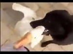 【忠犬】ガチョウに襲われた飼い主を守る“男気ワンちゃん”！