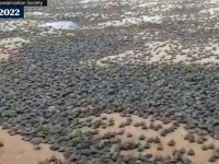 生き物万歳！南米で数十万匹の亀が一斉に孵化する圧巻の映像