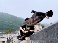 どういう確率？　旅先で記念写真を撮ってたら、まさかの「邪魔」が入った件