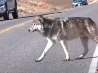 ちょ、飛び出し注意だってば！お互いに気をつけて行き来したい、道路で遭遇する野生動物たち総集編