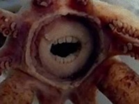 すんごい歯をもつ10の動物