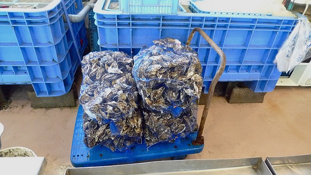 Oyster guys