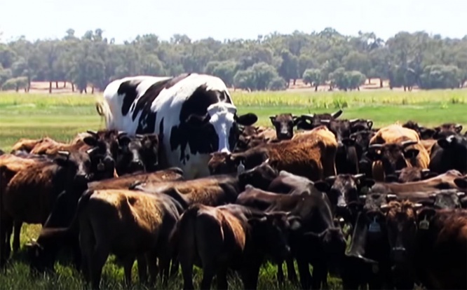 giant-cow1