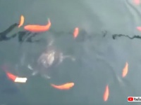 一片のパンを池に投入。魚やカメたちの争奪戦の中、漁夫の利を得たものは？
