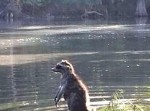 勇気あるアライグマが激写される！　その下にいるのは…