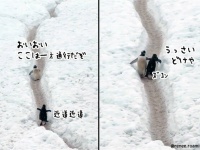 ペンギン界にも交通ルールを守らないヤツが存在する。一方通行を逆走する迷惑ペンギン