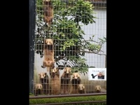 めっちゃ見てる（画像は盛岡市動物公園のツイートより）