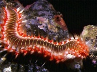 水中のモフ生物。意外とかわいいけど猛毒注意なウミケムシ（閲覧注意）
