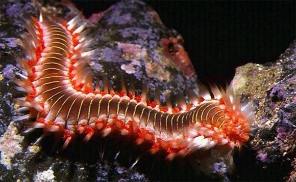 水中のモフ生物。意外とかわいいけど猛毒注意なウミケムシ（閲覧注意）