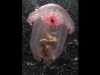 体の器官が外から完全に見える深海のナマコが神秘的！【映像】