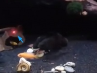 レーザーの光を追いかけるのが好きなのは猫だけではなかった。魚だって光を追いかけたいんだからもぅ！