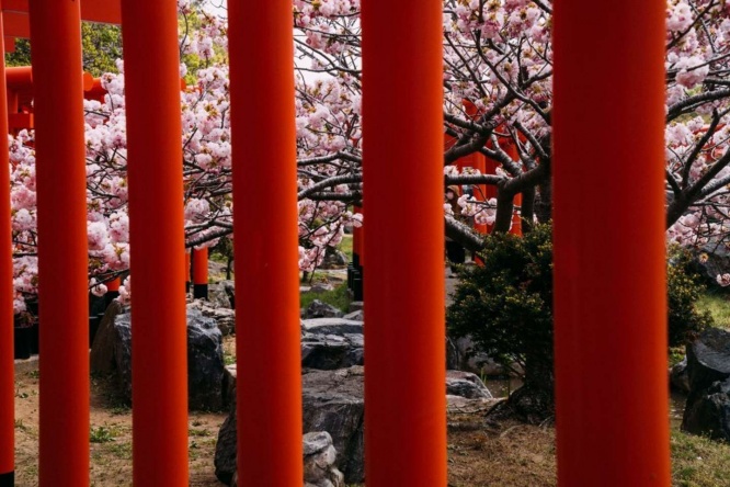 鳥居の隙間から牡丹桜が見える (画像はhirotographer＠hirotographerさんのツイートより)