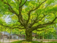 空に広がる新緑がハンパない！　さすが樹齢400年...生命力に圧倒された