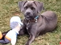 うちの犬がバグった？愉快なわんこズのやらかしちゃったかもしれないシーン総集編