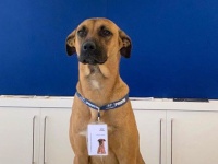 自動車ディーラーに足しげく通い続けた野良犬、店に引き取られマスコット犬に（ブラジル）