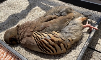 まさか、行き倒れ？　砂の上に「落ちてる」鳥にドキッとするけど...めっちゃ可愛い真相にほっこり