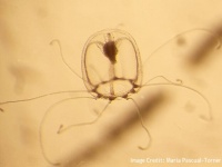 不老不死として知られるベニクラゲ、その遺伝子の秘密が判明