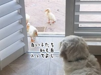 番犬の役目を果たす気がない犬。アヒルの子供たちを迎え入れてしまう