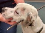 飼い主からの虐待…クロスボウで撃たれた犬