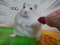 完全に動きが止まった！ハムスターの圧倒的絶望感