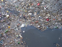 ある種の適応進化か？世界中の陸と海の微生物がプラスチックを分解する能力を手に入れつつある