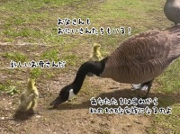 孤児となった2羽のガチョウのヒナを、あたたかく家族に迎え入れてくれたガチョウのカップル