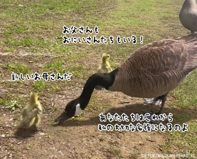 孤児となった2羽のガチョウのヒナを、あたたかく家族に迎え入れてくれたガチョウのカップル