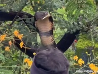 3.6mの巨大キングコブラが住宅地に出没！捕獲から自然に戻すまでの映像