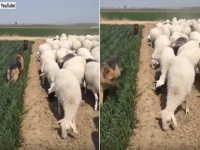 「はい、ここからここまでは食べちゃダメ！」羊に草を食べられないよう進入禁止区域を守るジャーマン・シェパード