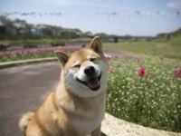 柴犬まるが紹介する東北の旅～まる、福島・宮城を満喫する～