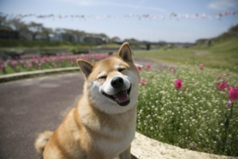 柴犬まるが紹介する東北の旅～まる、福島・宮城を満喫する～