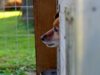 動物虐待が重罪となる法案が可決。罰金最大930万円と最長2年の懲役刑（オーストラリア・ニューサウスウェールズ州）