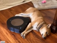 ど根性柴犬、お掃除ロボットがきても退かぬ!媚びぬ!省みぬ!