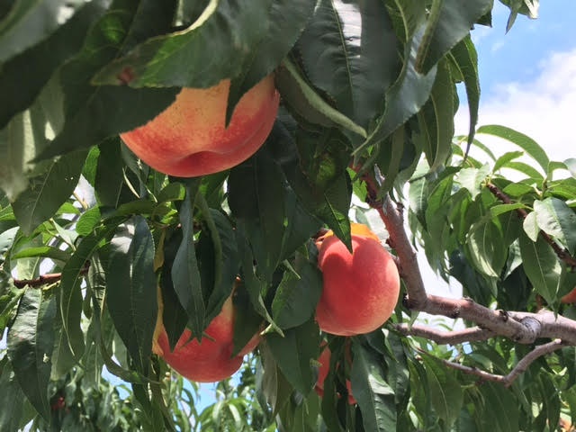 サンクトガーレン有限会社のプレスリリース画像