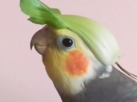 しっかり帽子も着用かい！ゼルダの伝説を歌うオカメインコ